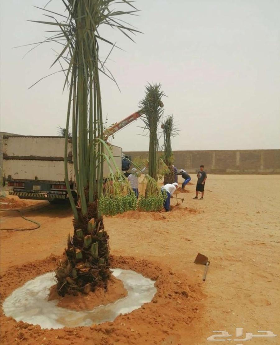 Fruit-bearing palm trees, Naqail, Juthayth, Washingtonia, Iklas, Sukkari, Barhi, Saqeei, Shishi64470086747522112