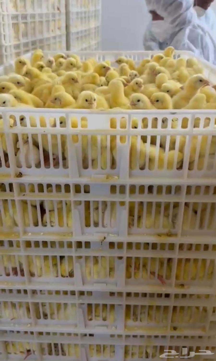 Broiler Ross Sauce Reservation Available64466348247427110