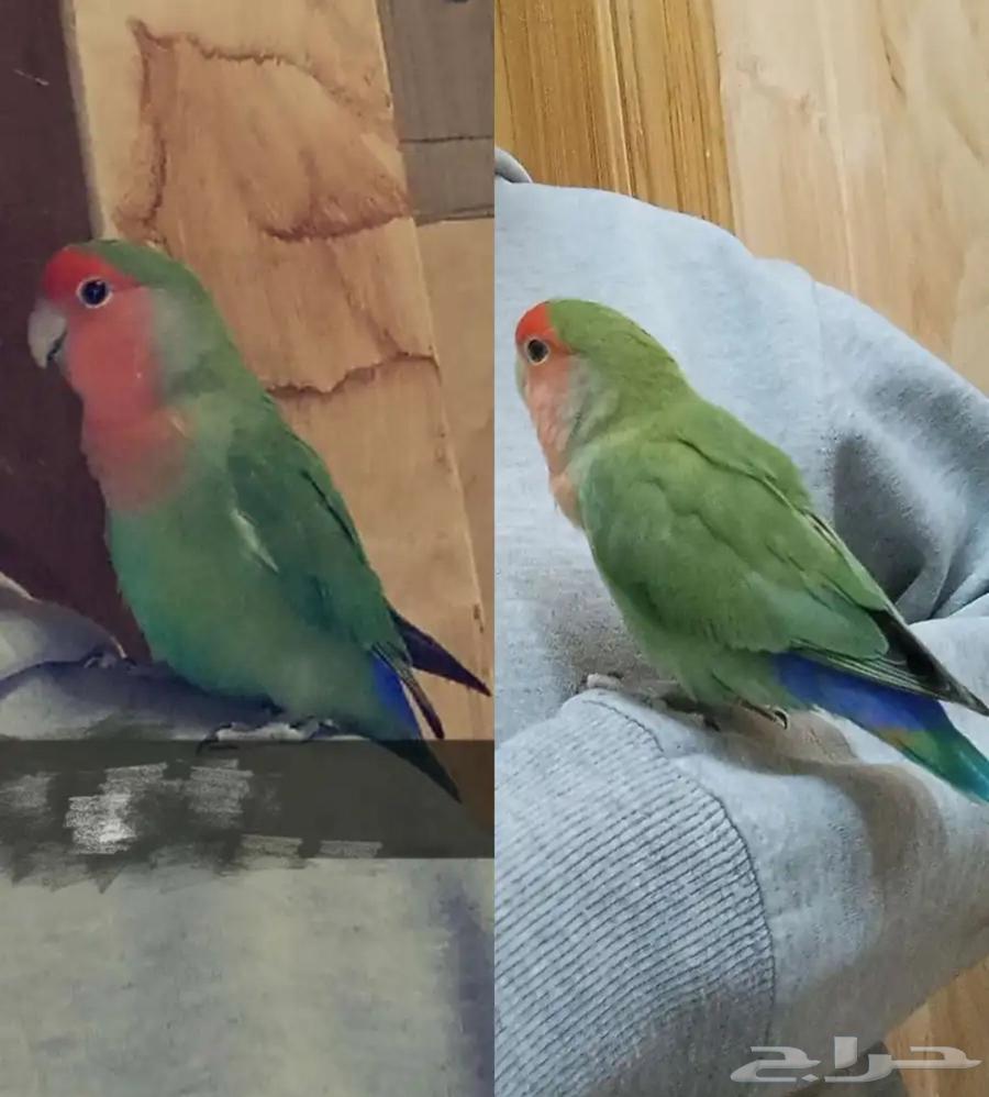 ببغاء روز اخضر64468996848771110