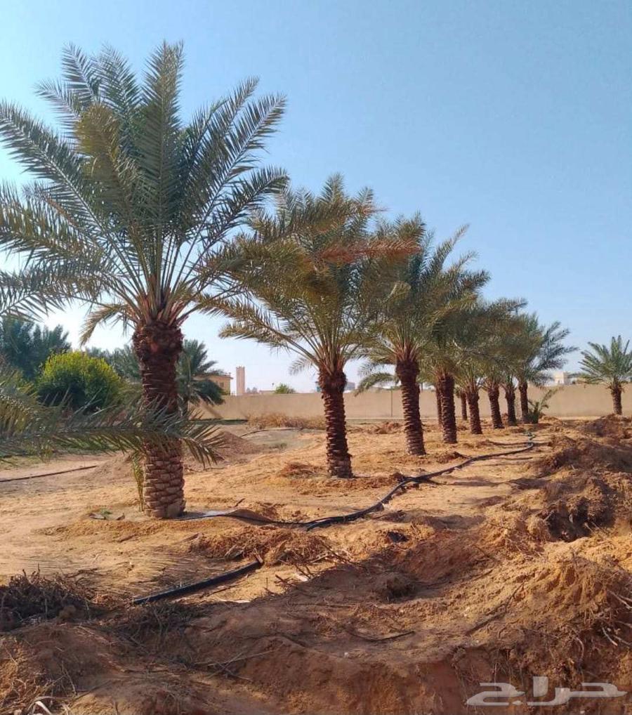 Date palms for sale, all sizes available64470856191235111