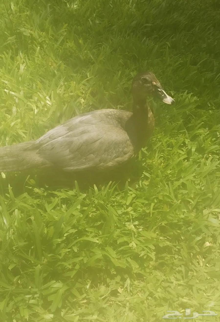 بط للبيع64469753334531110