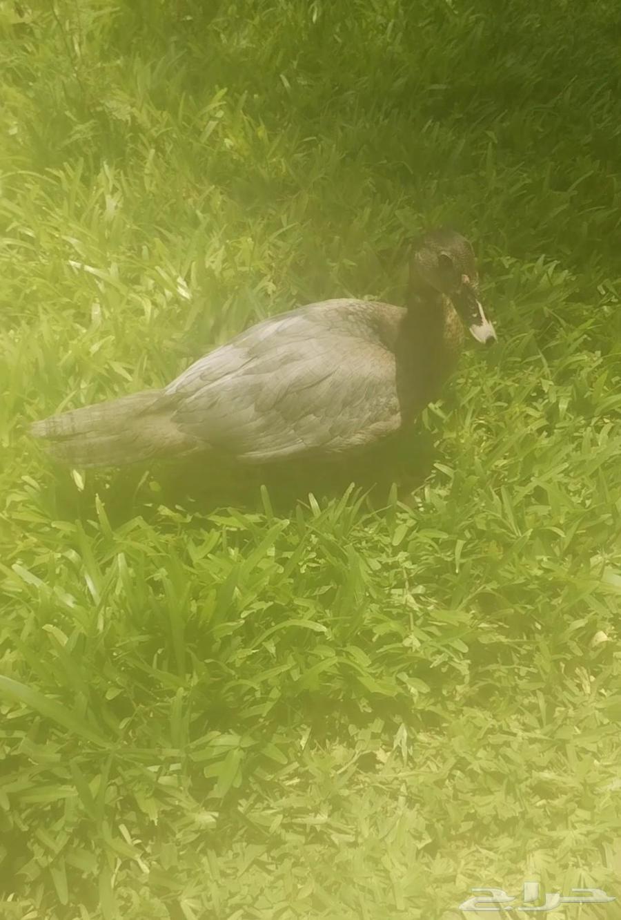 بط للبيع64469753334531111