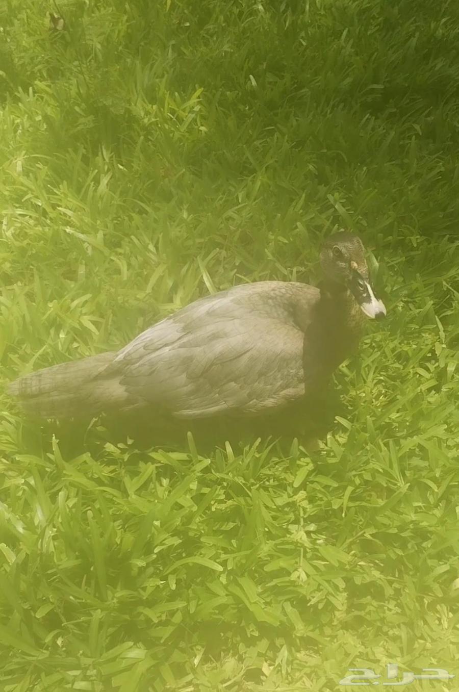 بط للبيع64469753334531113