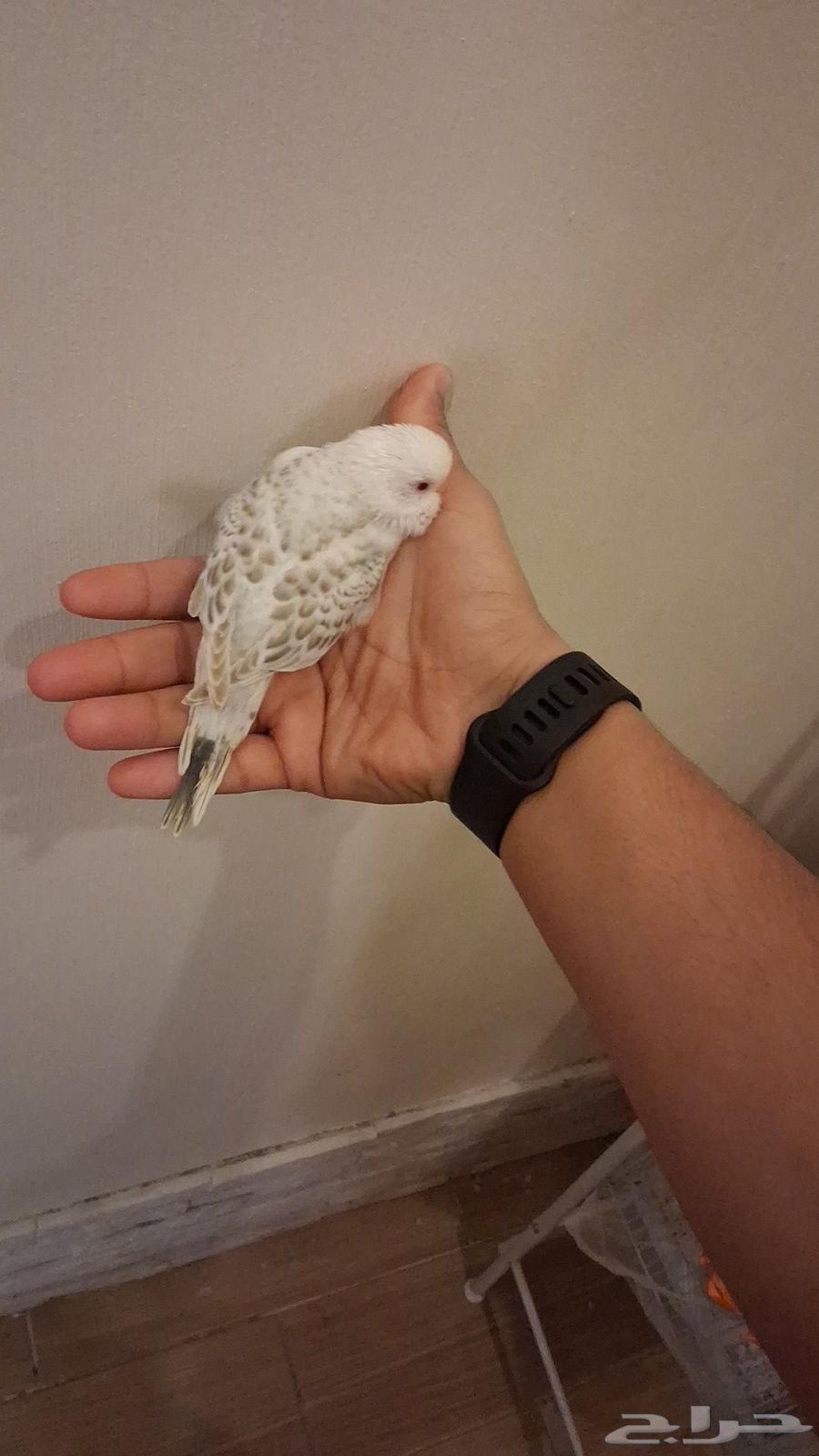 فرخ بادجي بايد هولندي نوادر سوبر سوبر جامبو هدد تم البيععع64467592155523111