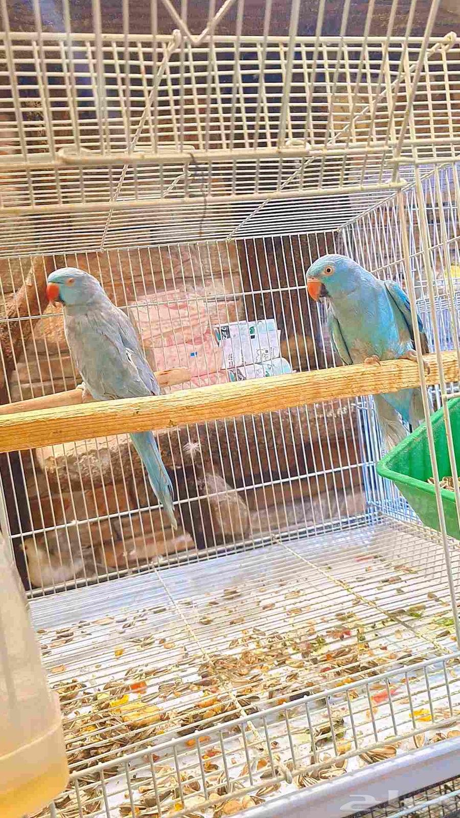 زوج دره هولندي فايلوت64470429824386114