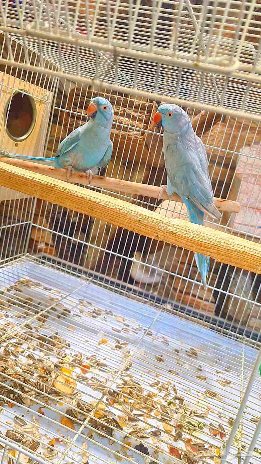 زوج دره هولندي فايلوت64470429824386110