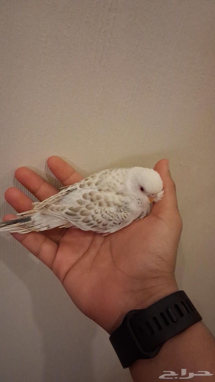 فرخ بادجي بايد هولندي نوادر سوبر سوبر جامبو هدد تم البيععع64467592155523110