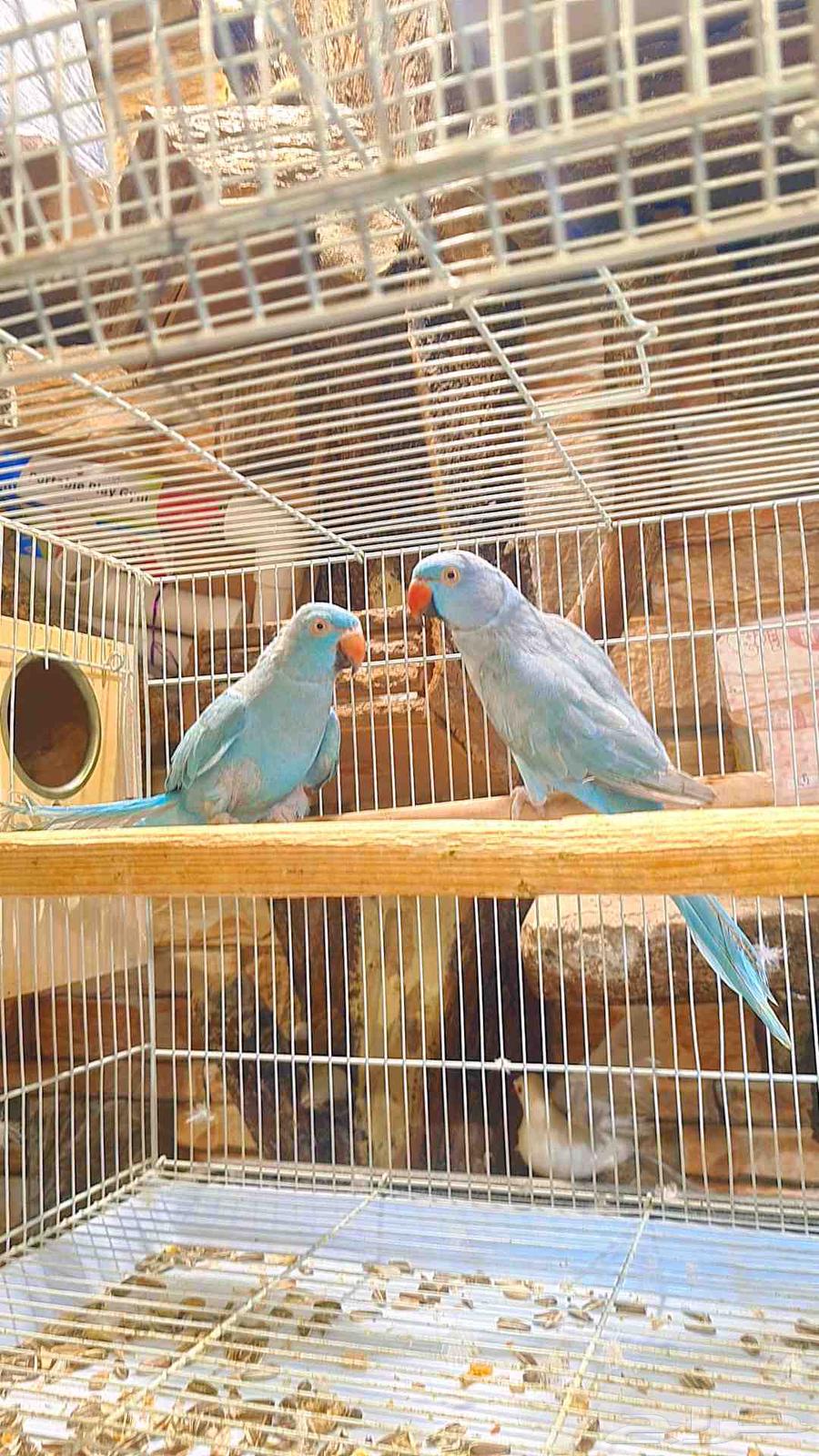 زوج دره هولندي فايلوت64470429824386111