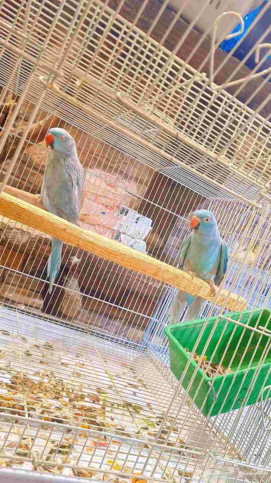 زوج دره هولندي فايلوت64470429824386112