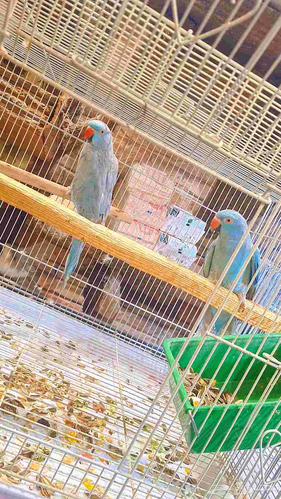 زوج دره هولندي فايلوت64470429824386113