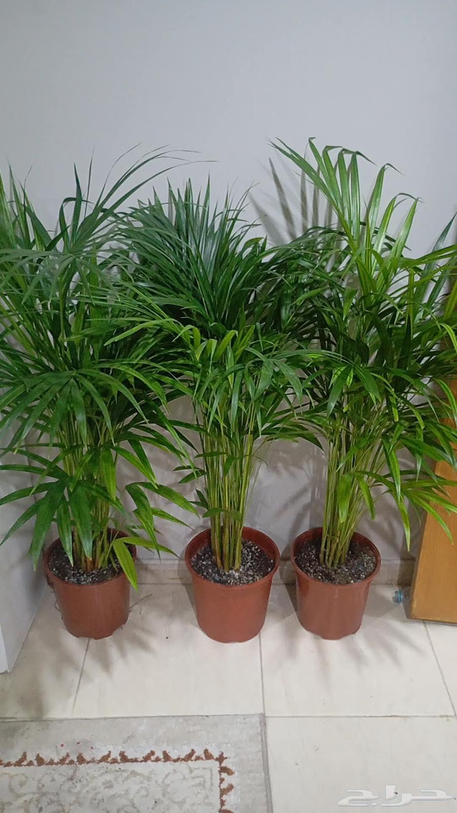 جميع مقاسات ساق البامبوا64464548899459112