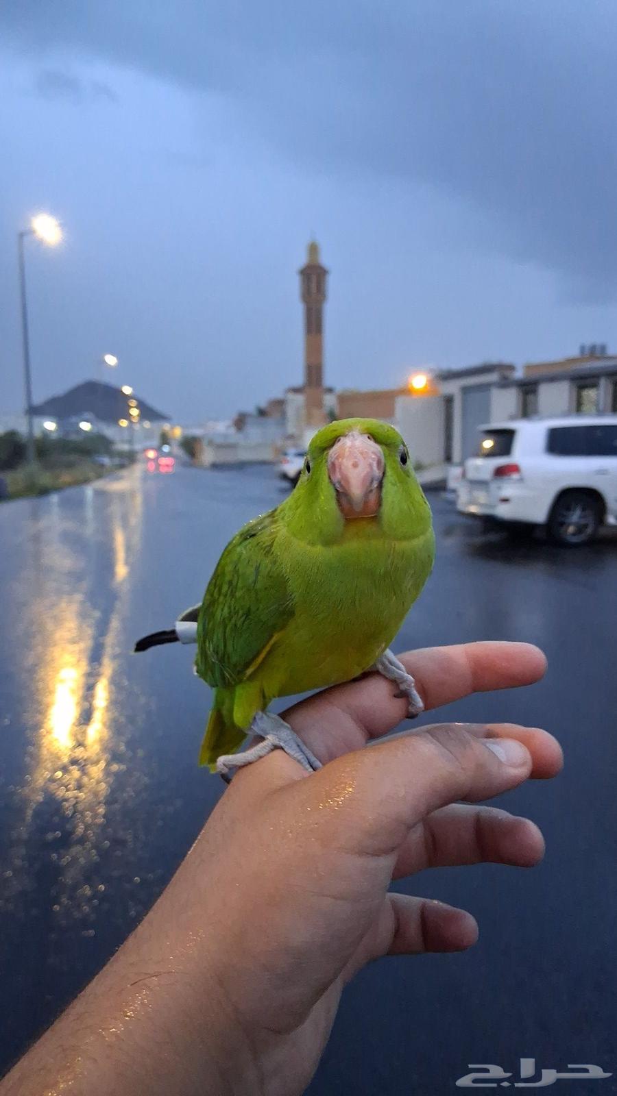 ببغاء الدره الييف64469627460353114