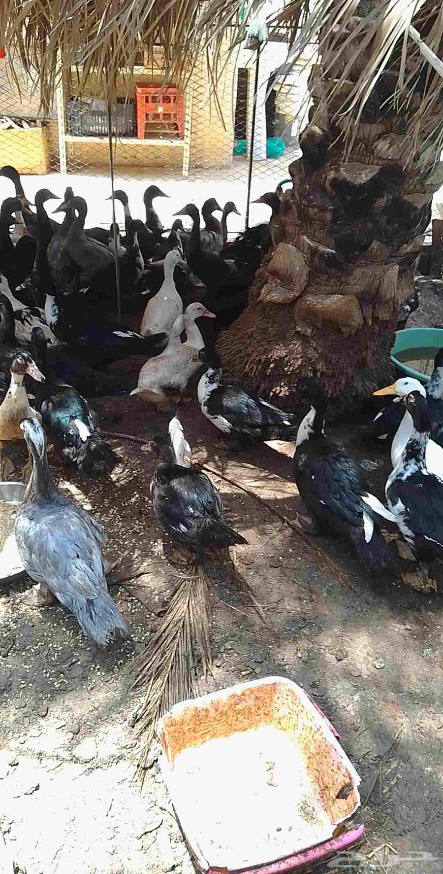 50 بطة بلدي للبيع جميعا لايوجد تفريد64468622535041113