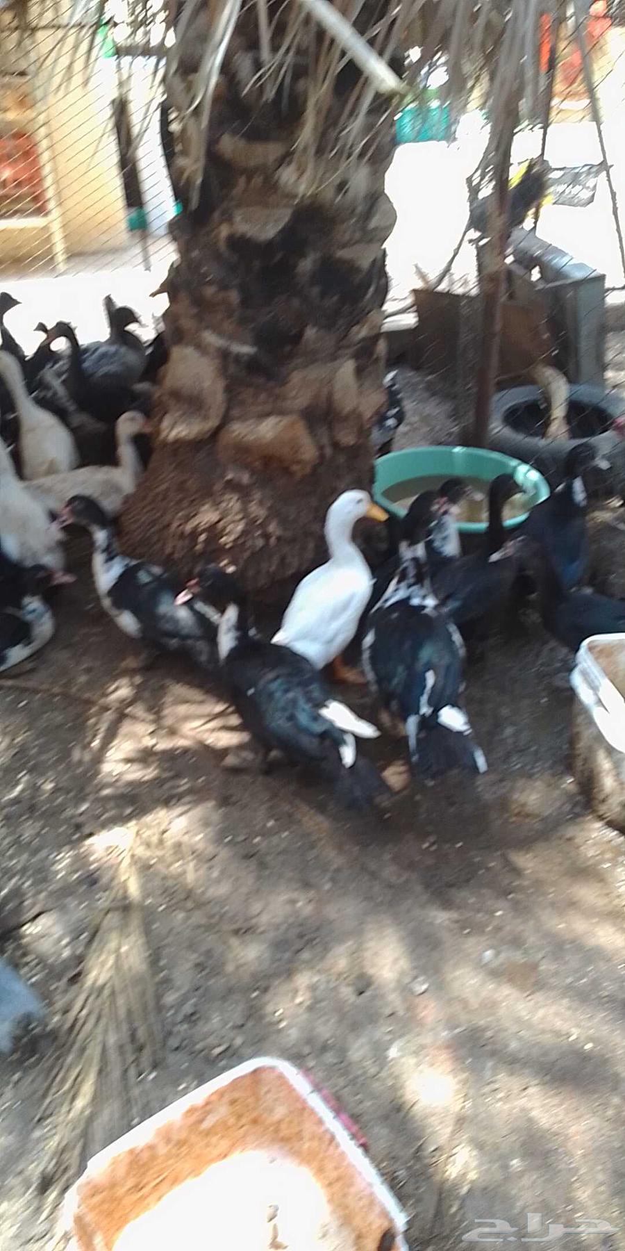 50 بطة بلدي للبيع جميعا لايوجد تفريد64468622535041111