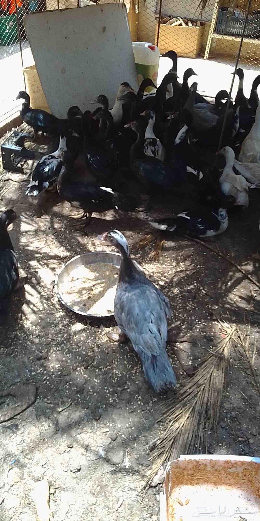 50 بطة بلدي للبيع جميعا لايوجد تفريد64468622535041110