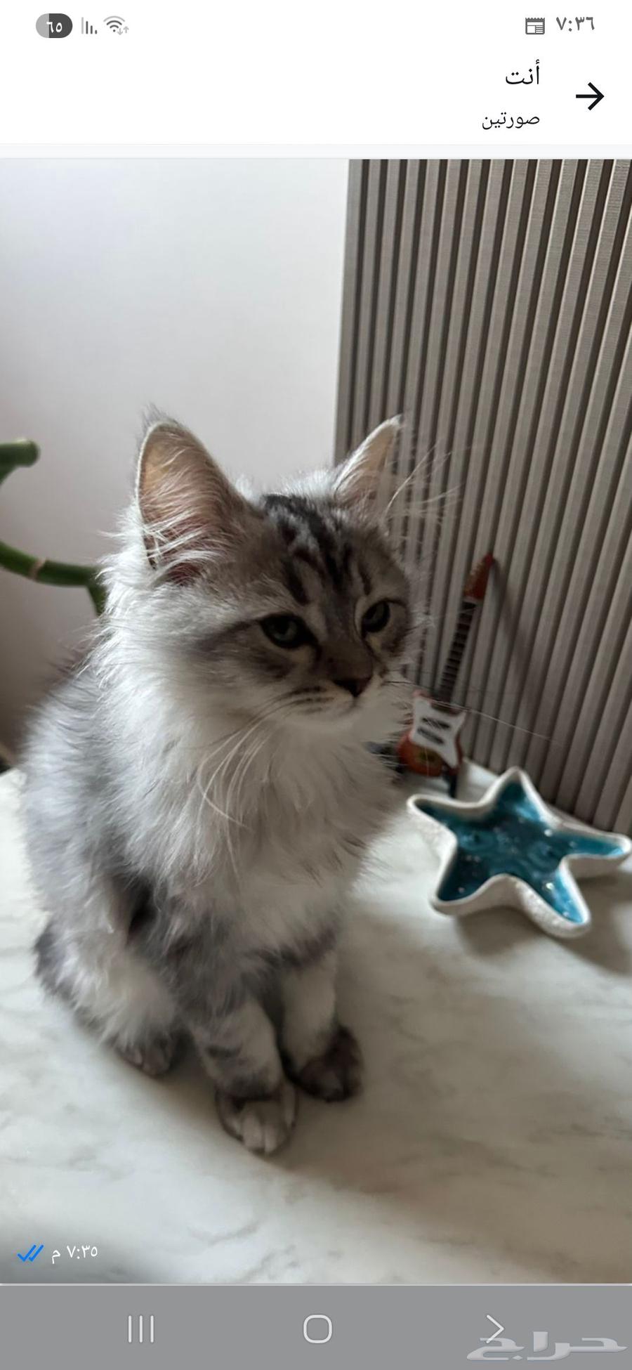 A 4-month-old Shirazi cat trained on the litter box, healthy and has nothing wrong with it64469934857219110