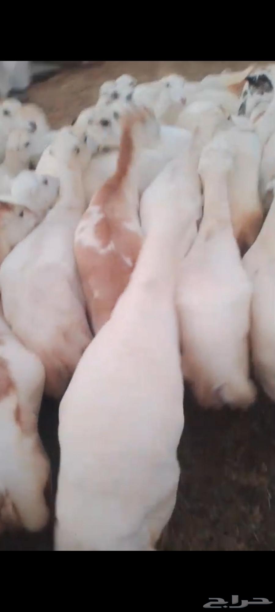 يوجد لدينا ضان رفيديات للبيع العدد 200راس مولدات منها 5064471348482563110