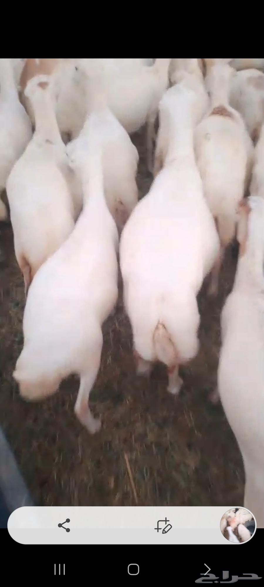 يوجد لدينا ضان رفيديات للبيع العدد 200راس مولدات منها 5064471348482563113