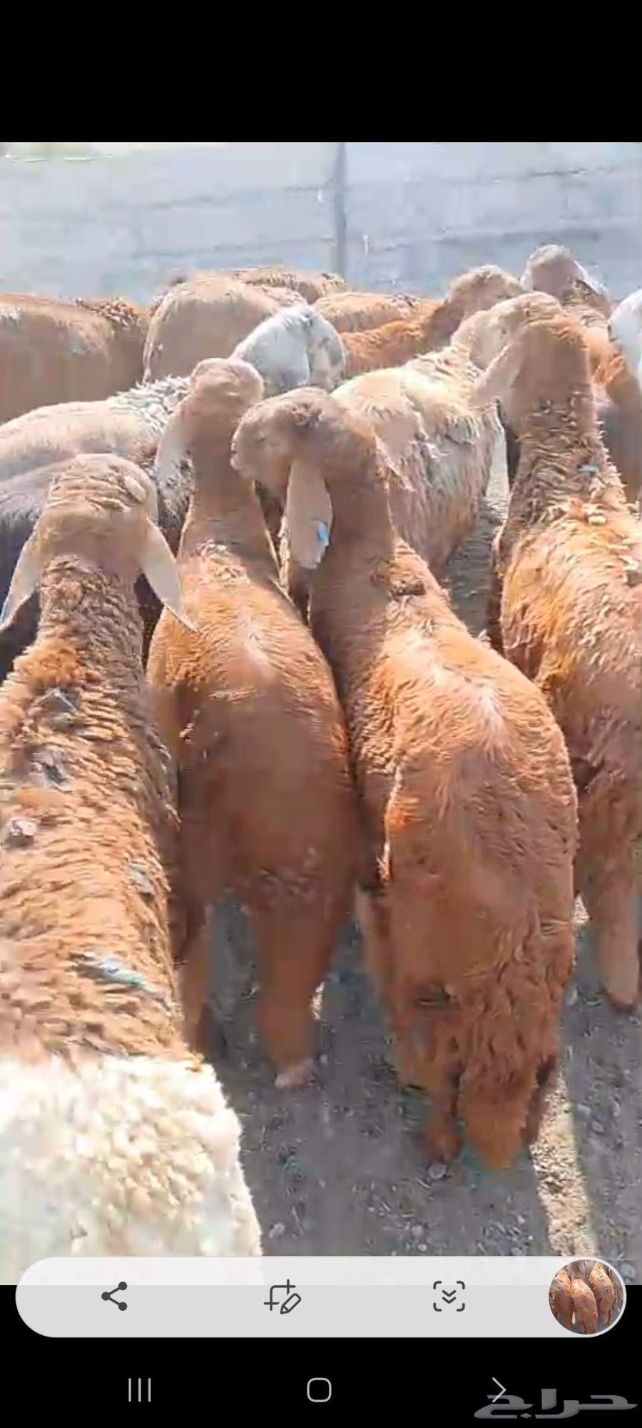 طليان سواكن مرابي للبيع64467788547074111