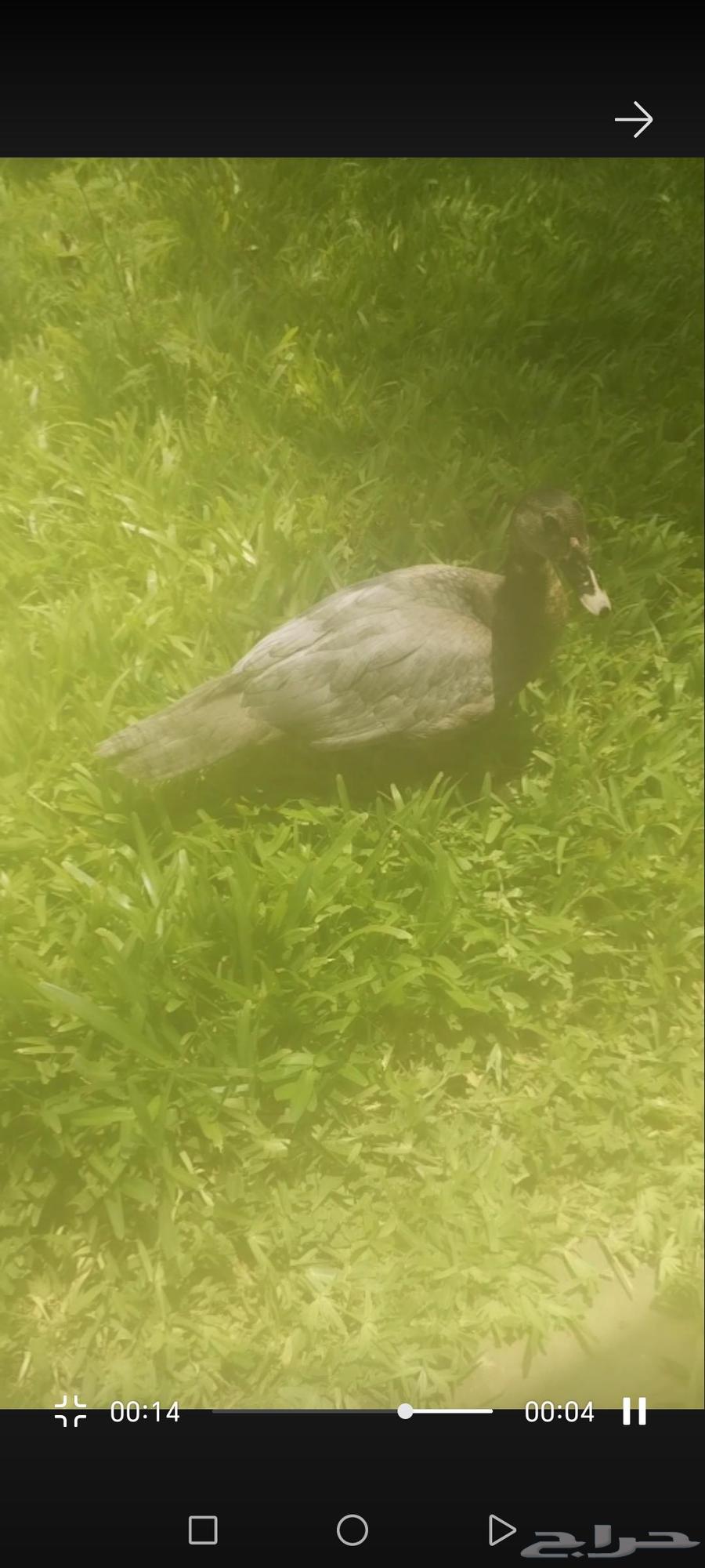 بط للبيع64469753334531112