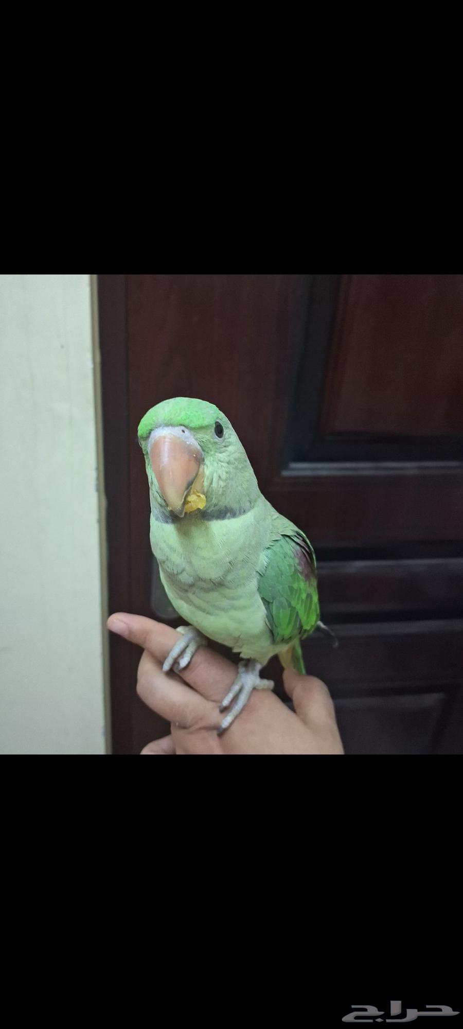 لسرعة البيع ببغاء هندي64469599329537111