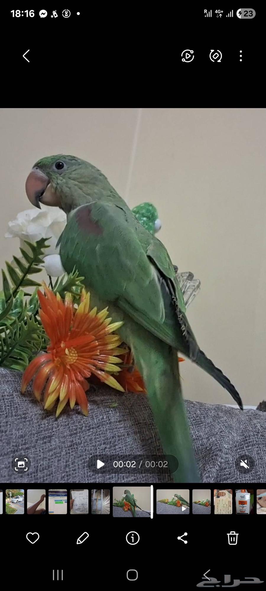 لسرعة البيع ببغاء هندي64469599329537110