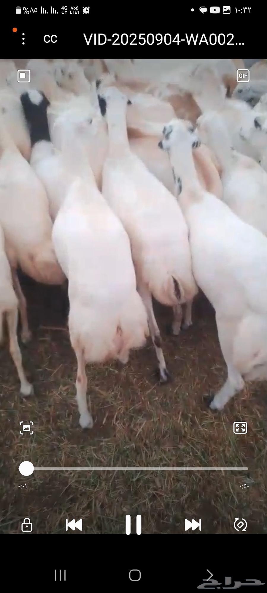 يوجد لدينا ضان رفيديات للبيع العدد 200راس مولدات منها 5064471348482563112