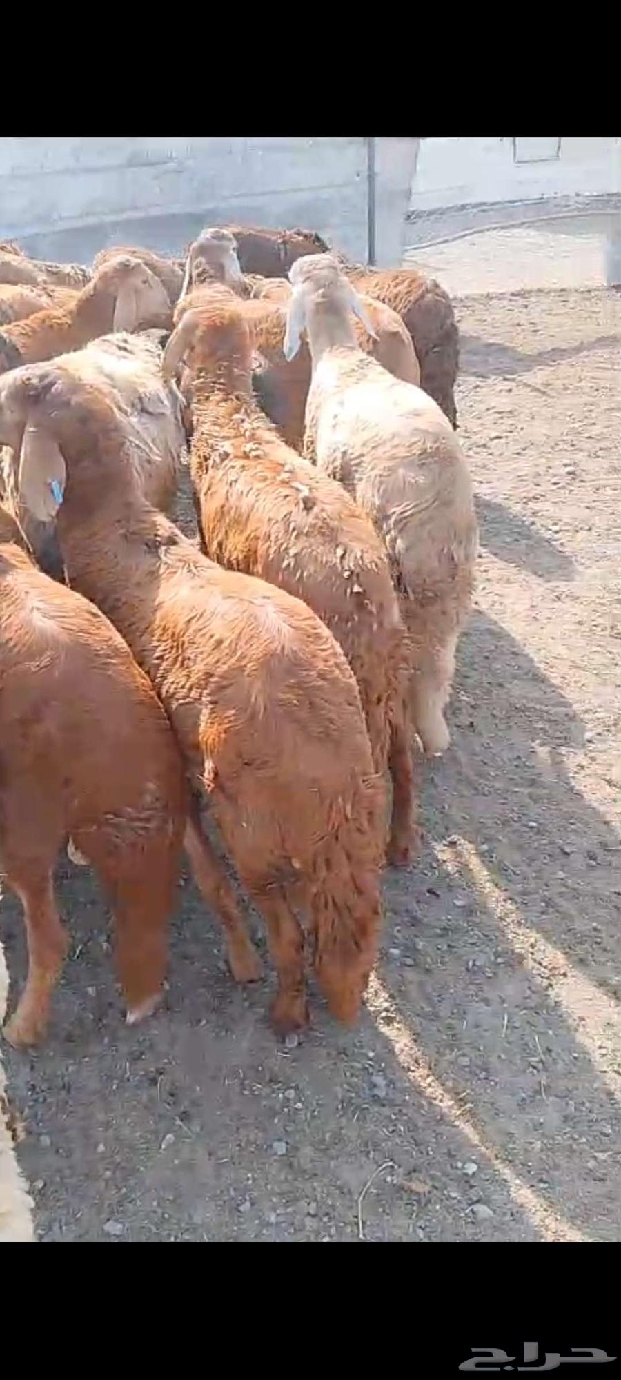 طليان سواكن مرابي للبيع64467788547074110