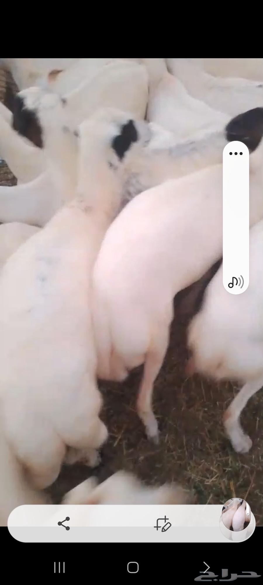 يوجد لدينا ضان رفيديات للبيع العدد 200راس مولدات منها 5064471348482563111