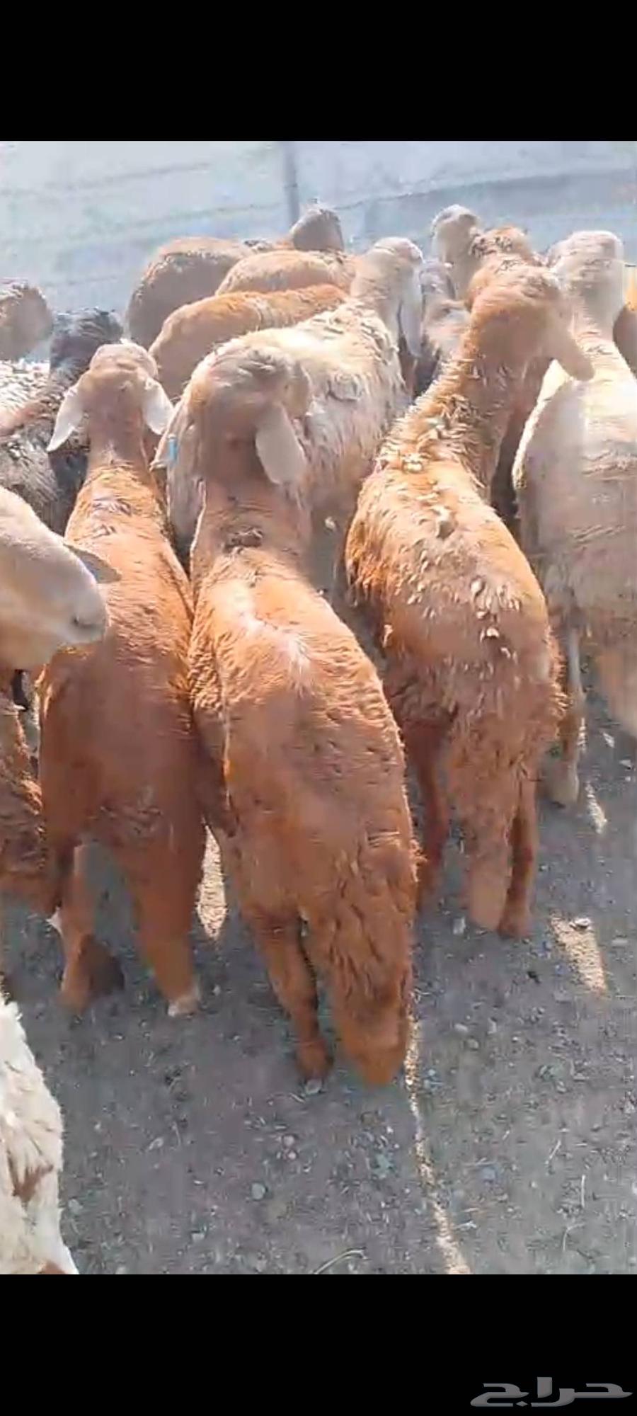 طليان سواكن مرابي للبيع64467788547074112