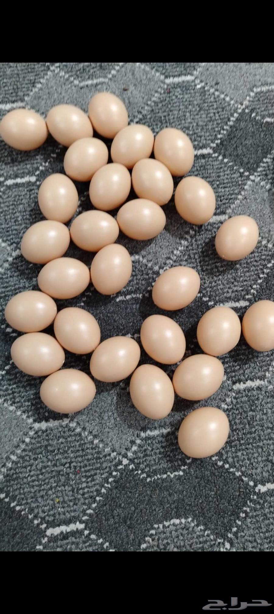 بيض بلاستيك صناعي64467704690690110