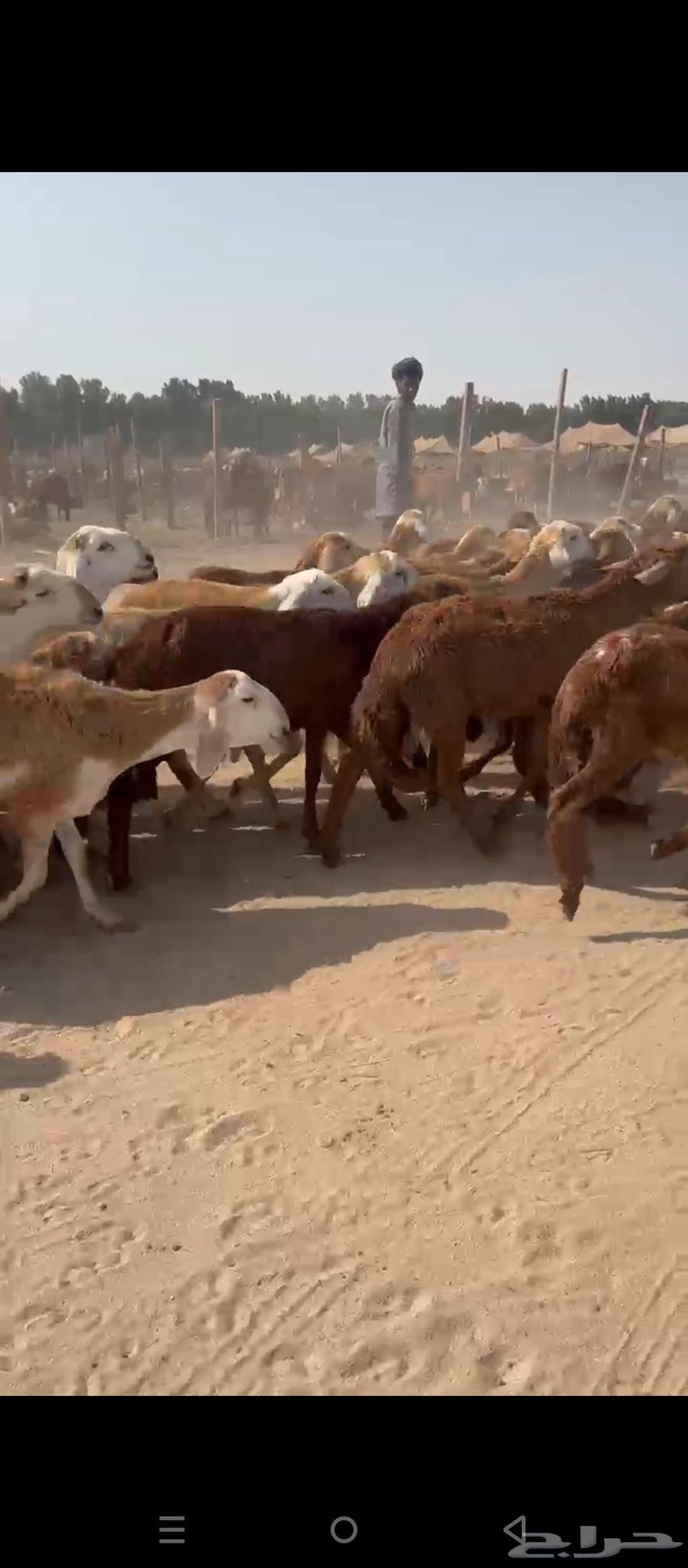 طليان سواكني حمري64467270900865114