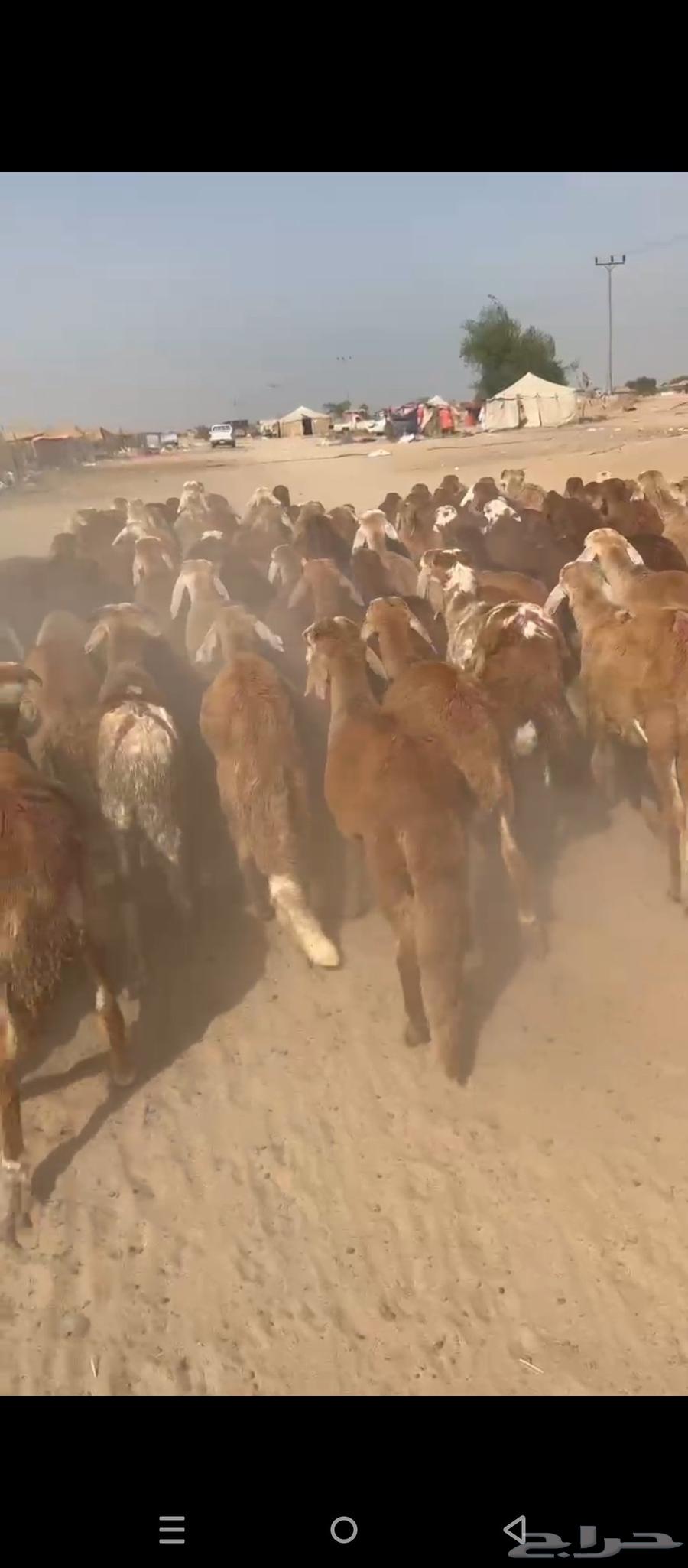 طليان سواكني حمري64467270900865113