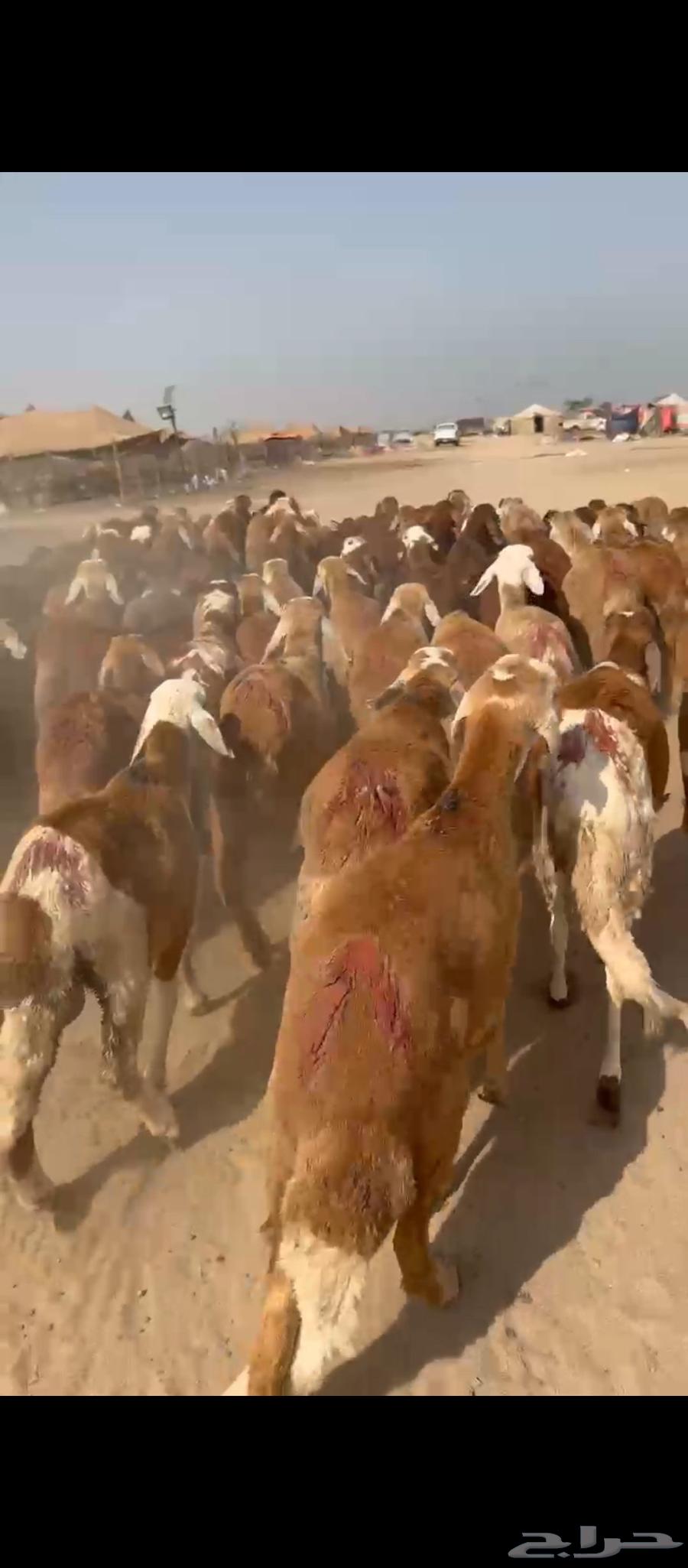 طليان سواكني حمري64467270900865111