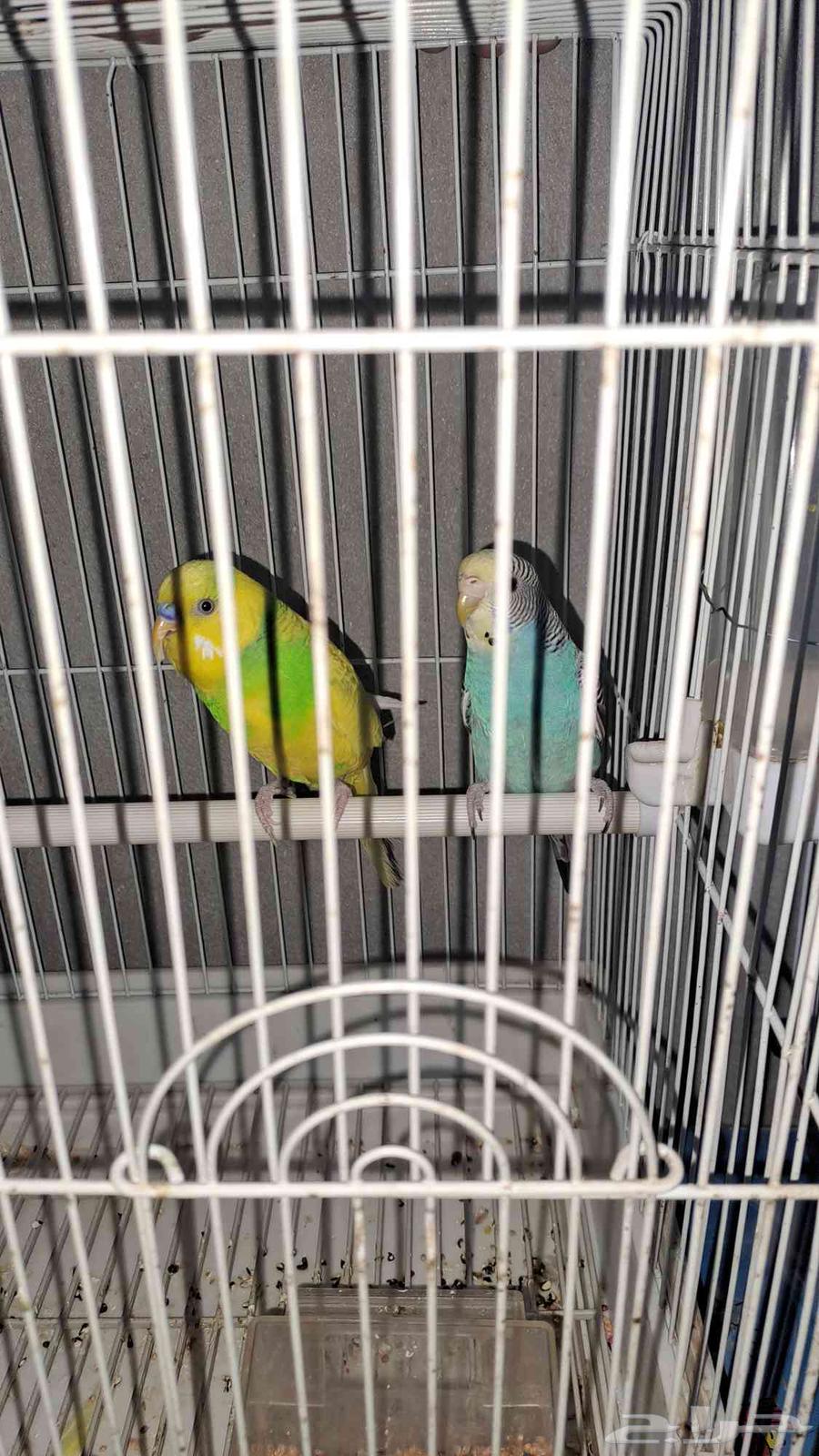 زوج بادجي منتج64469571668483111