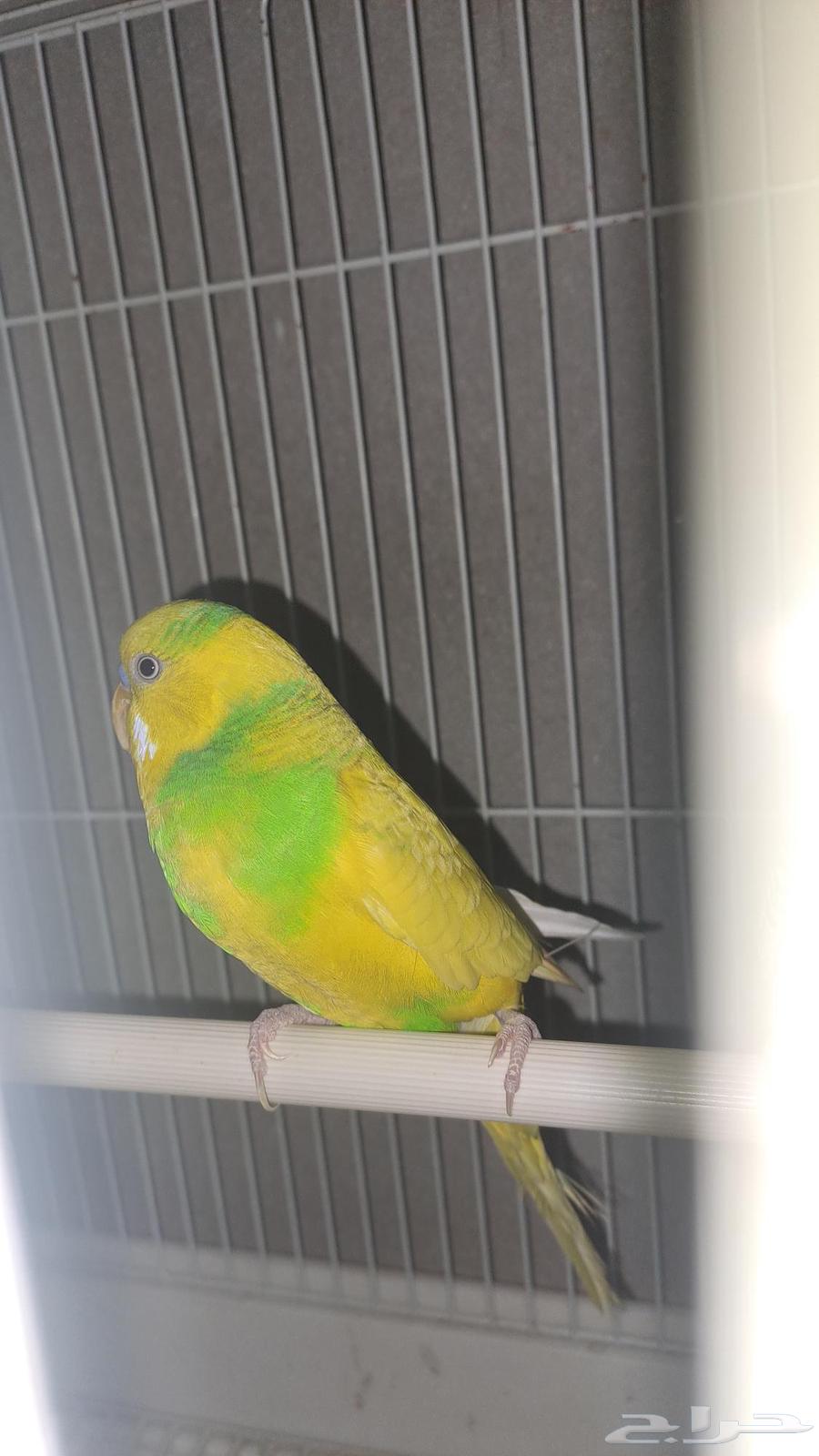 زوج بادجي منتج64469571668483113