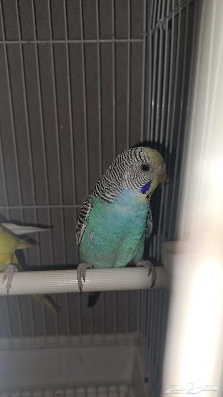 زوج بادجي منتج64469571668483112