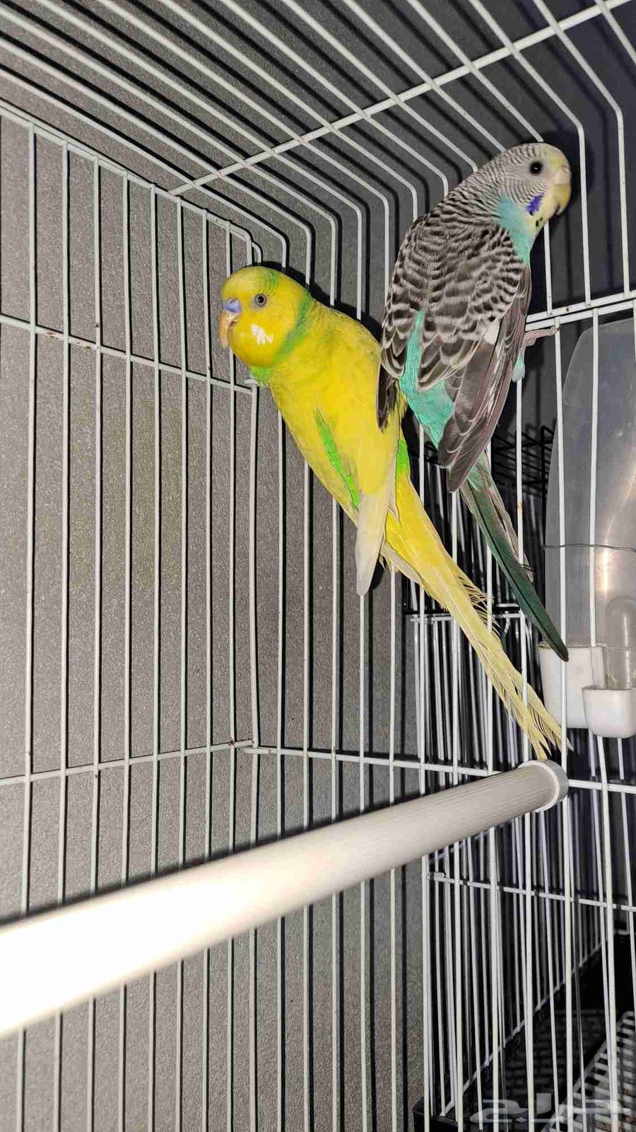 زوج بادجي منتج64469571668483110