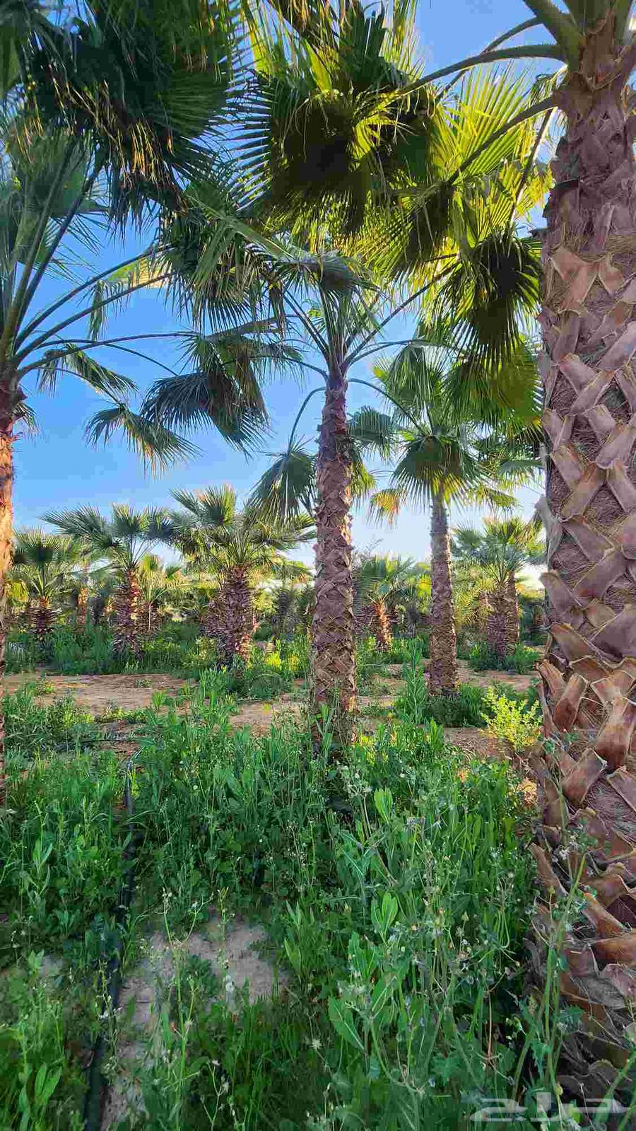 نخل واشنطن للبيع نخل زينه واشنطن64468092872065112