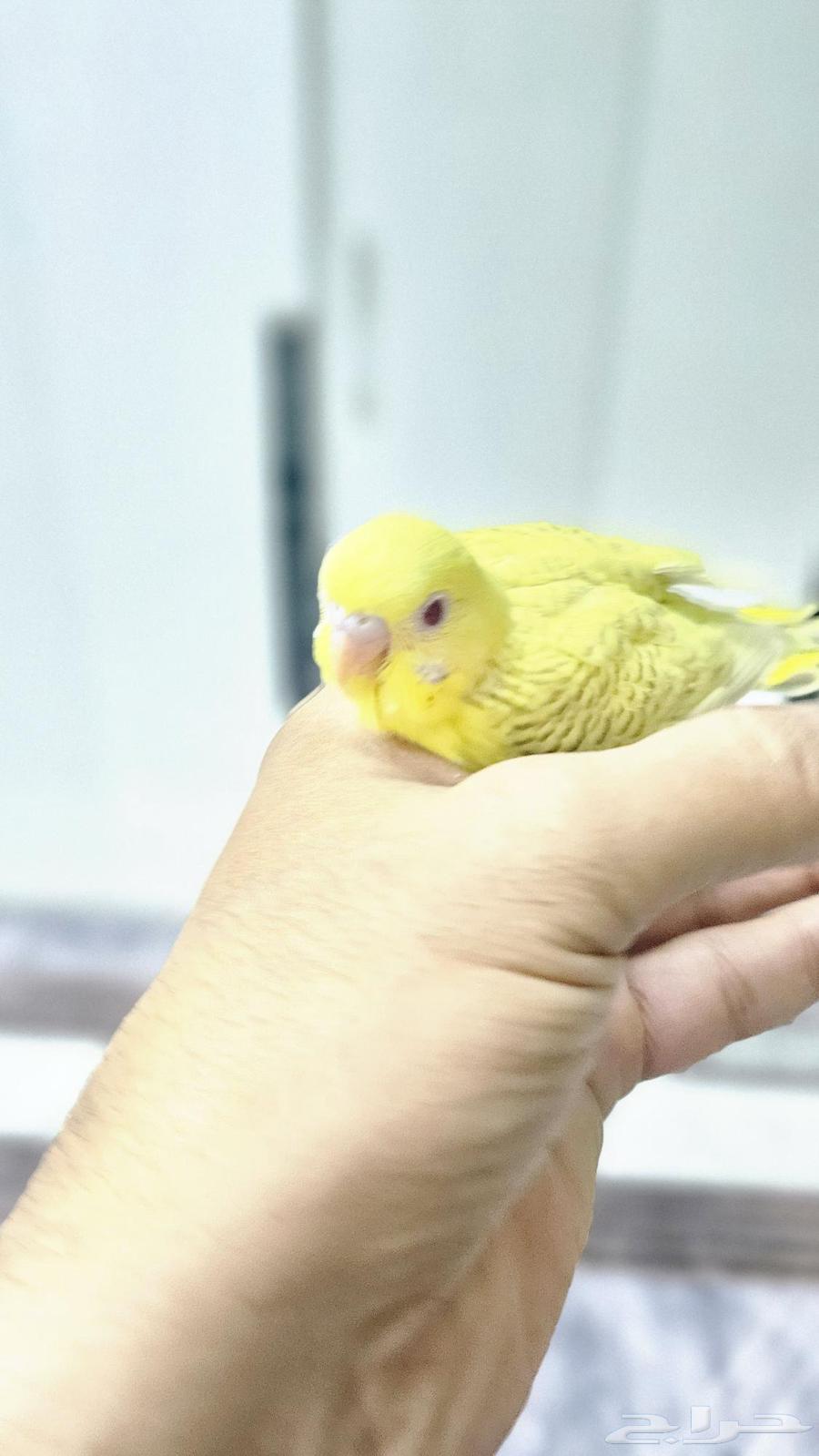 فرخ بادجي بالفالو عيون حمر جمر64469836946563113