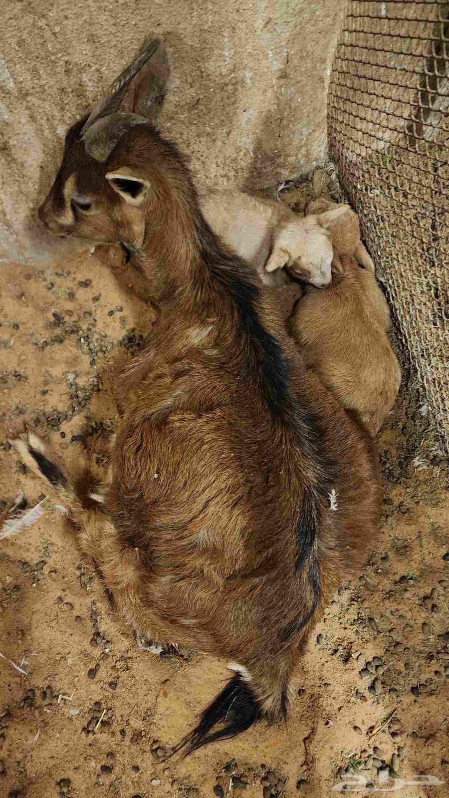 Productive dwarf goat (Sold)64470168836226114