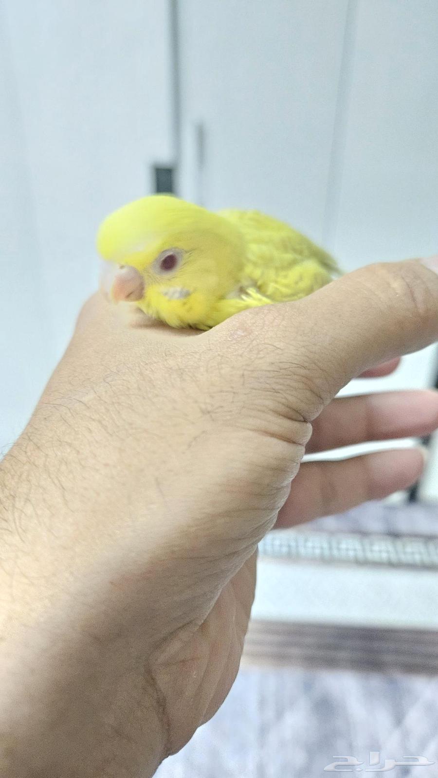 فرخ بادجي بالفالو عيون حمر جمر64469836946563114