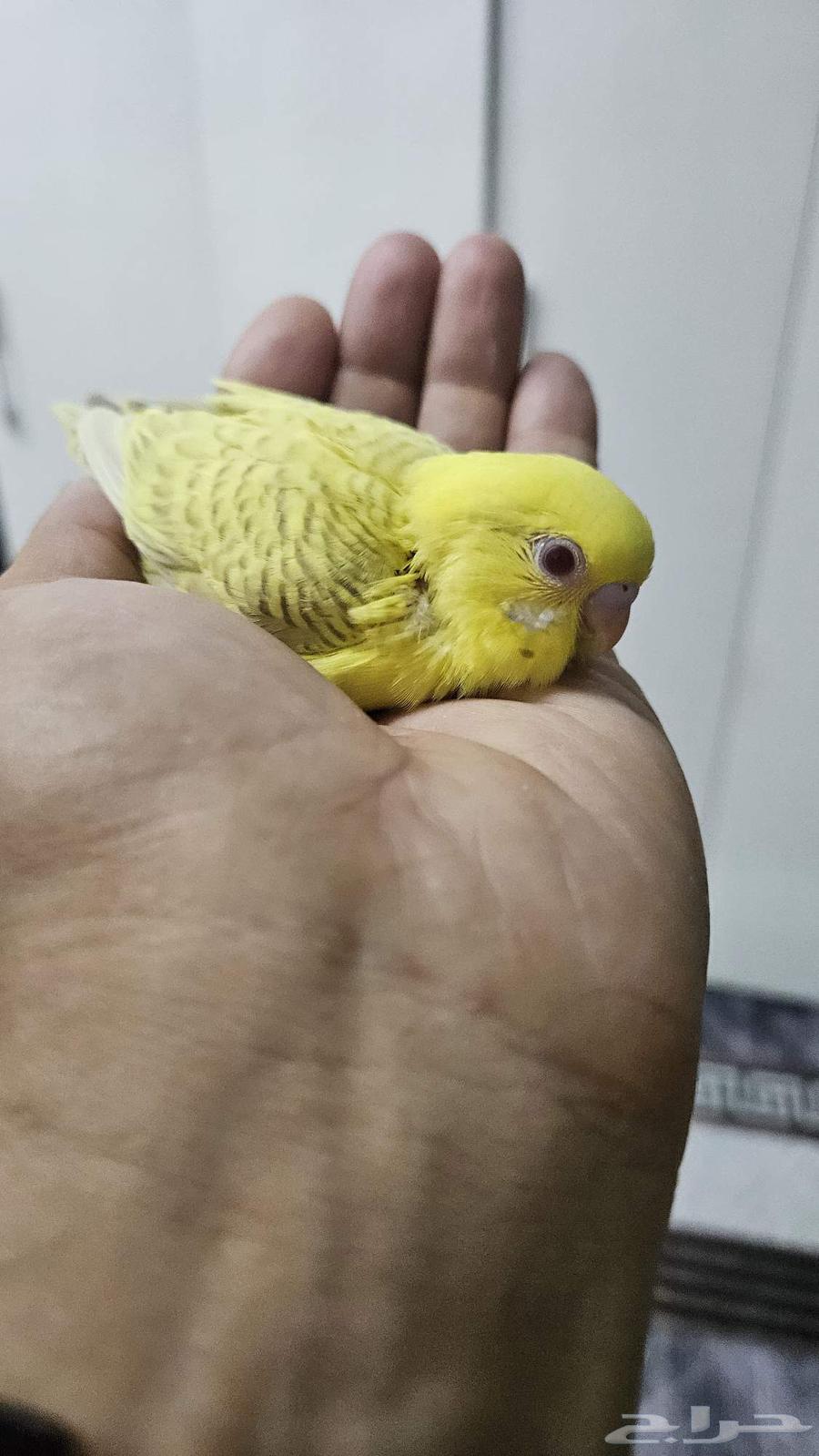 فرخ بادجي بالفالو عيون حمر جمر64469836946563112