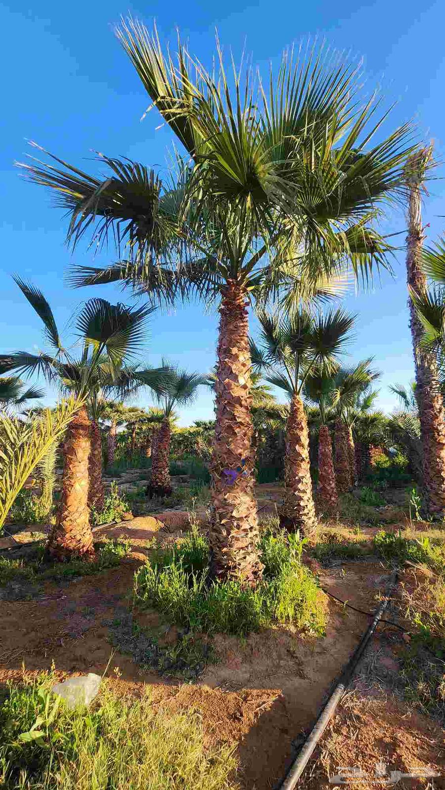 نخل واشنطن للبيع نخل زينه واشنطن64468092872065110