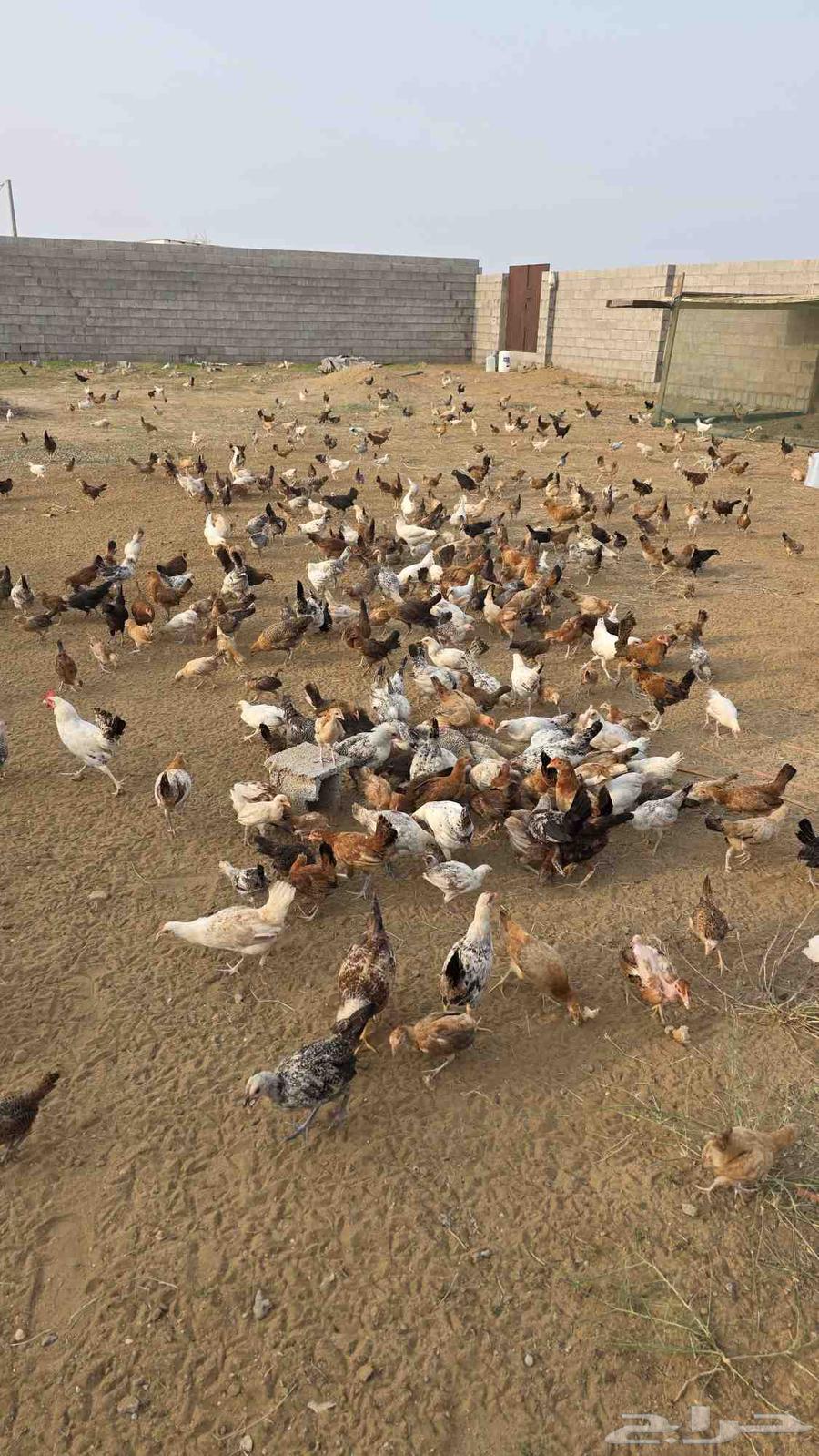 دجاج للبيع64465717001729112