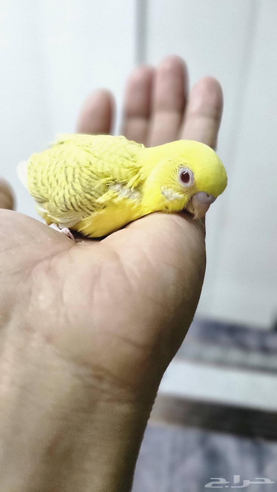 فرخ بادجي بالفالو عيون حمر جمر64469836946563110