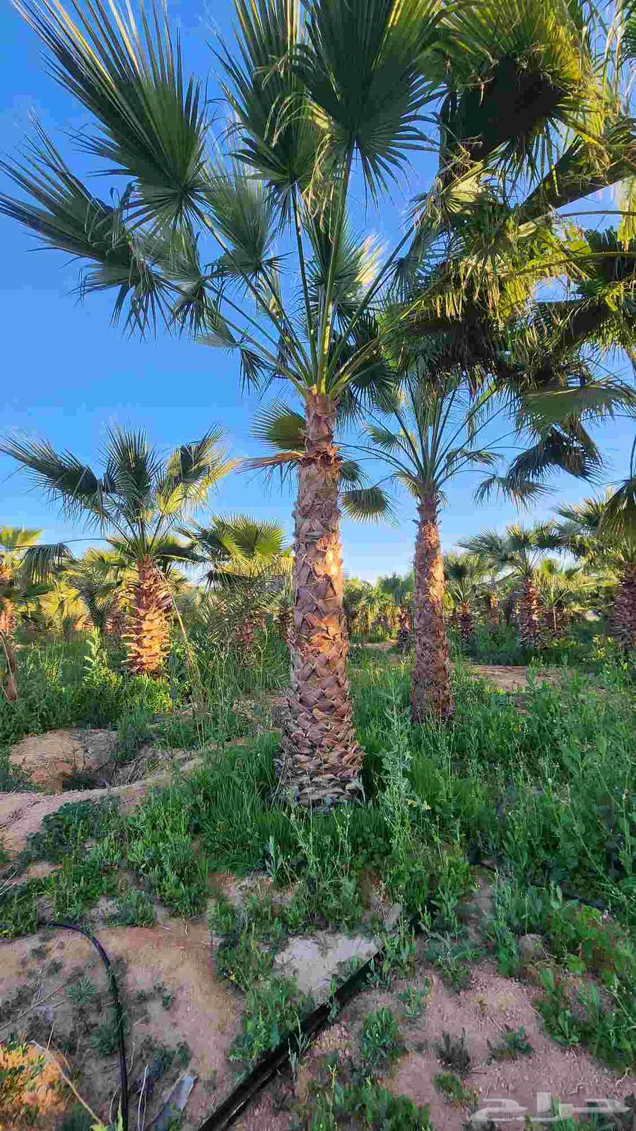 نخل واشنطن للبيع نخل زينه واشنطن64468092872065114