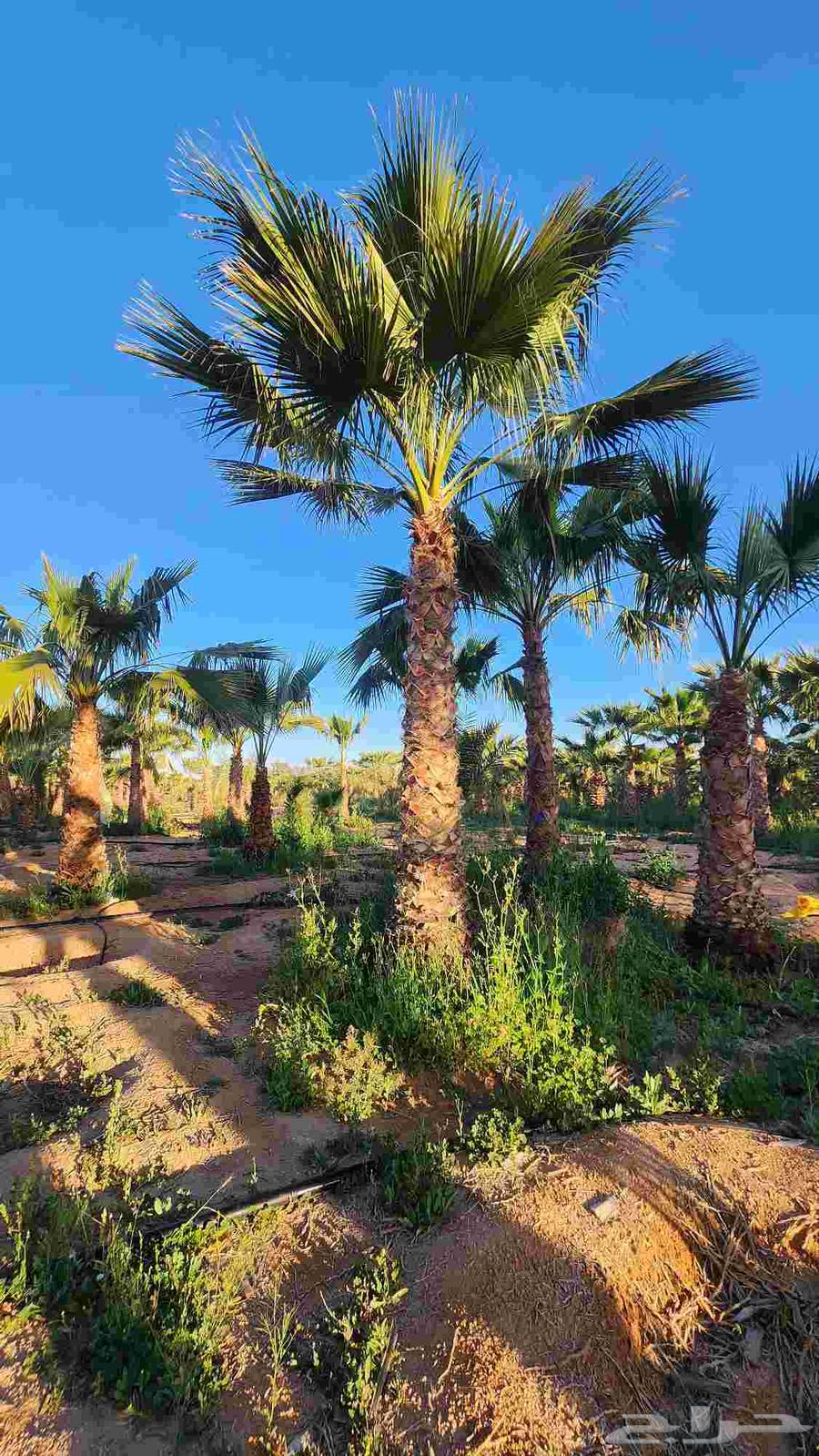 نخل واشنطن للبيع نخل زينه واشنطن64468092872065113