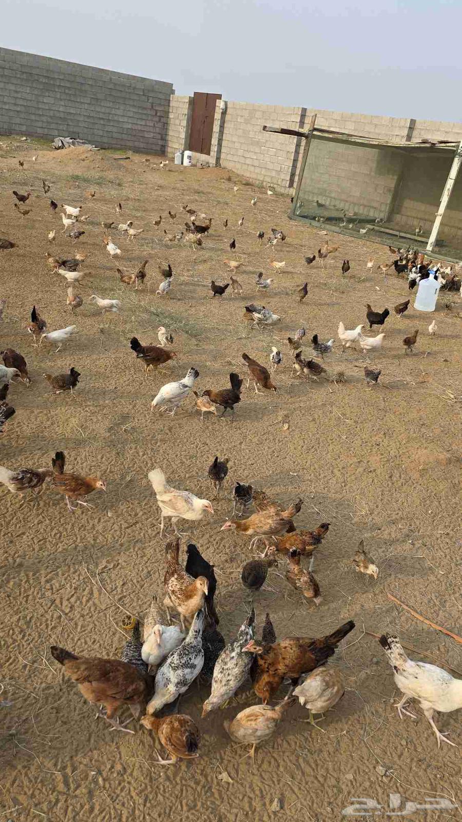 دجاج للبيع64465717001729110