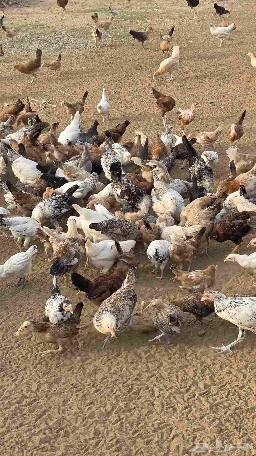 دجاج للبيع64465717001729113